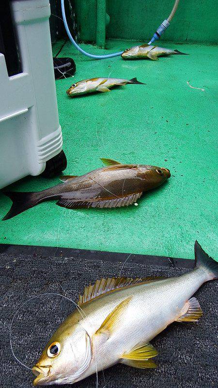 第三むつりょう丸 釣果