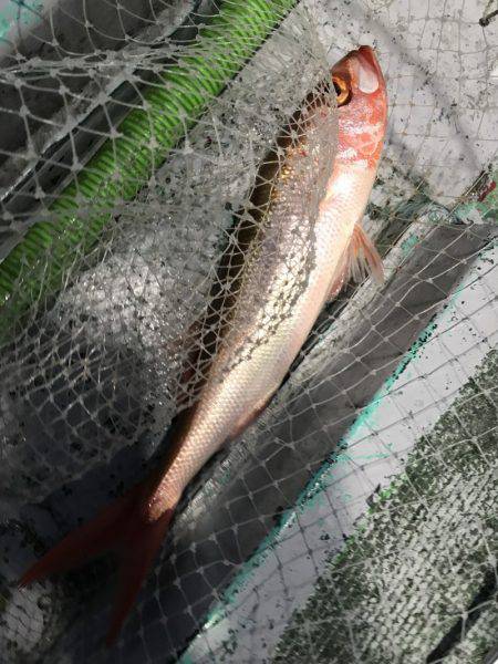 たいし丸 釣果