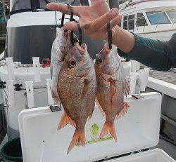 はたの屋 釣果