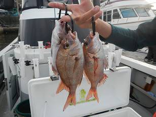 はたの屋 釣果