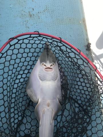 海琉 釣果