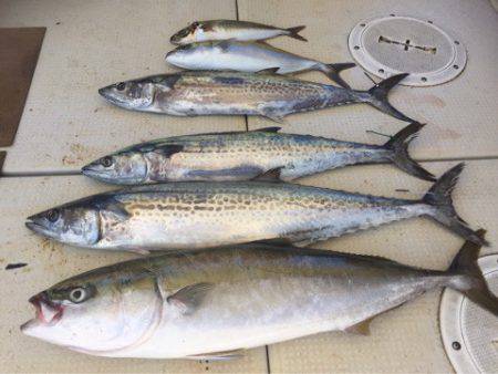 大雄丸 釣果