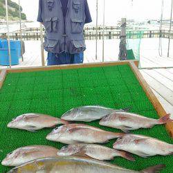 海の釣堀 海恵 釣果