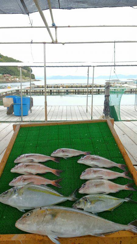 海の釣堀 海恵 釣果