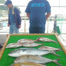 海の釣堀 海恵 釣果