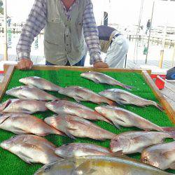 海の釣堀 海恵 釣果