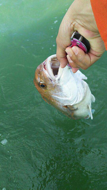 タイラバ遊漁船 ワンピース 釣果