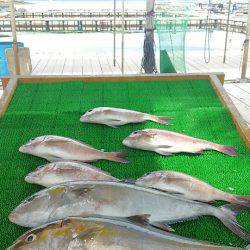 海の釣堀 海恵 釣果