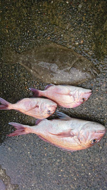 新幸丸 釣果