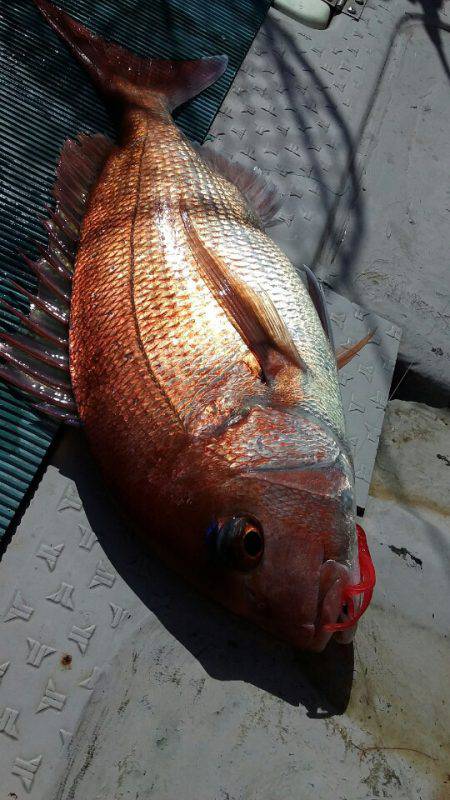 鷹王丸 釣果