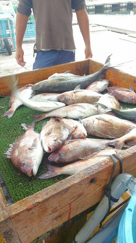 海の釣堀 海恵 釣果