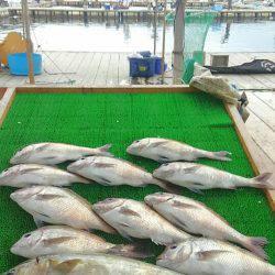 海の釣堀 海恵 釣果