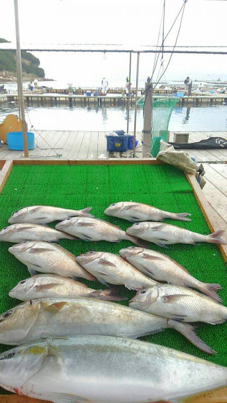 海の釣堀 海恵 釣果