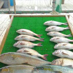 海の釣堀 海恵 釣果