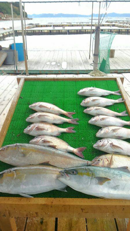 海の釣堀 海恵 釣果