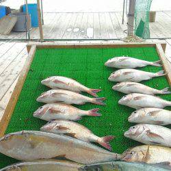 海の釣堀 海恵 釣果