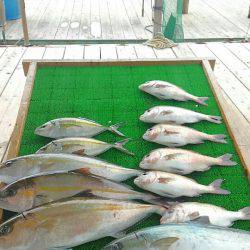 海の釣堀 海恵 釣果