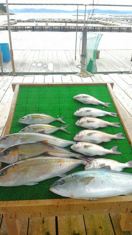 海の釣堀 海恵 釣果