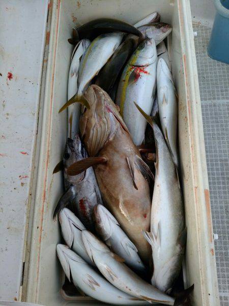 bay style 釣果