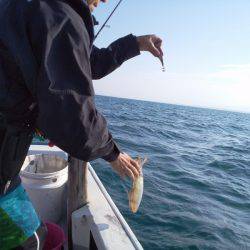 ひな丸 釣果