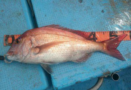 シースナイパー海龍 釣果