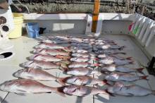 KIM Fishing Guide Service 釣果