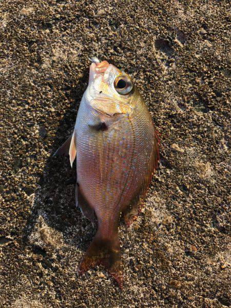 緩く釣りをする。