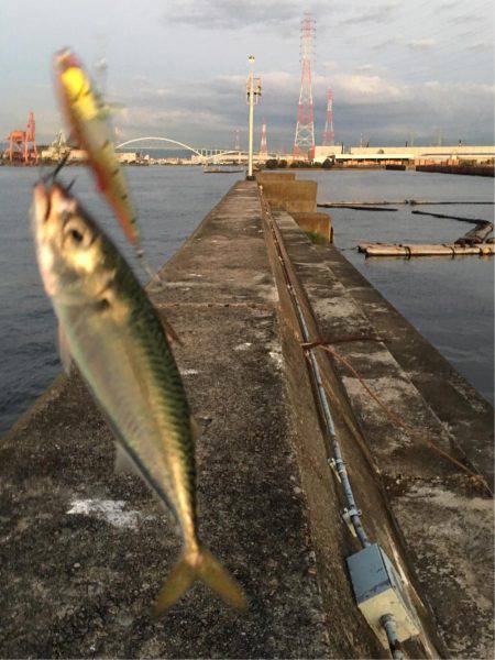 サバ、サヨリ、南港