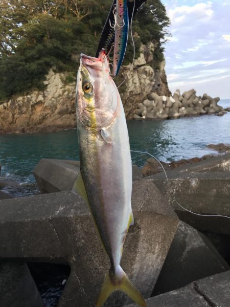 日和佐赤灯台 ハマチ 47cm