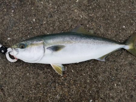 初渡船～太刀魚に青物調査