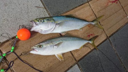 青物ノマセ複数匹、三連覇達成