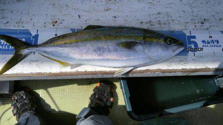 明石海峡での飲ませ釣り(名田屋)