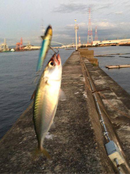 サバ、サヨリ、南港