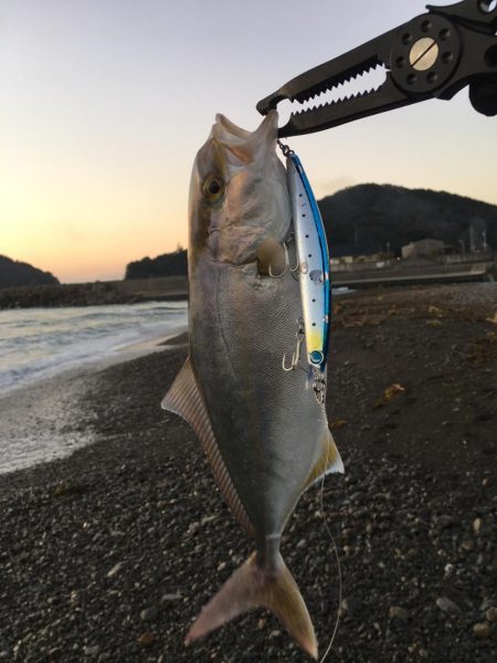 大里松原海岸 シオ 36cm