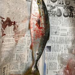 イカはダメでハマチ