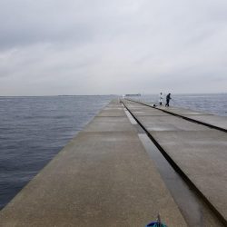 初渡船～太刀魚に青物調査