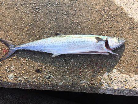 久しぶりの釣り