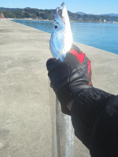 太刀魚とアジ・・