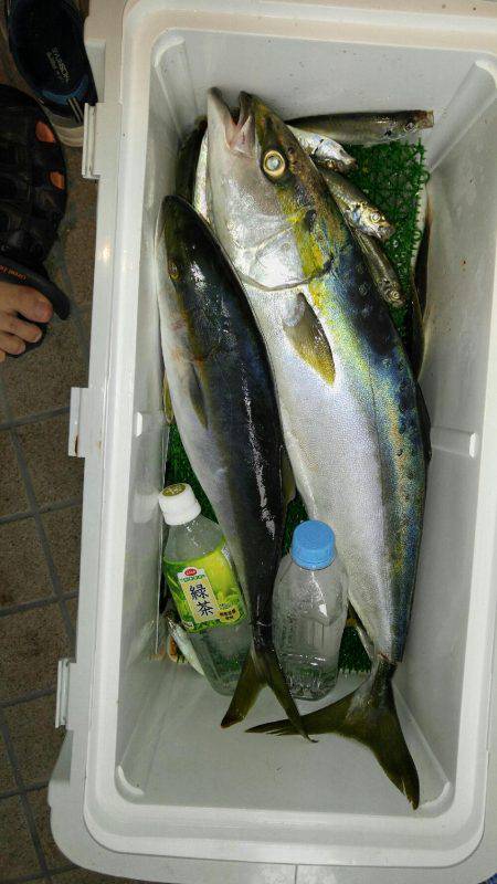 明石海峡での飲ませ釣り(名田屋)