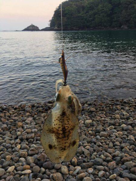 初エギングでまじ卍