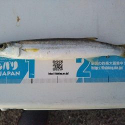 阿南市の椿泊でタチウオとアカカマス