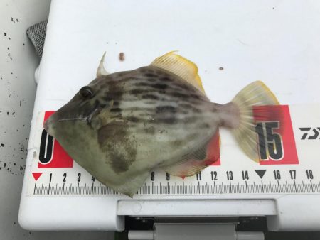 カワハギたくさん釣れた