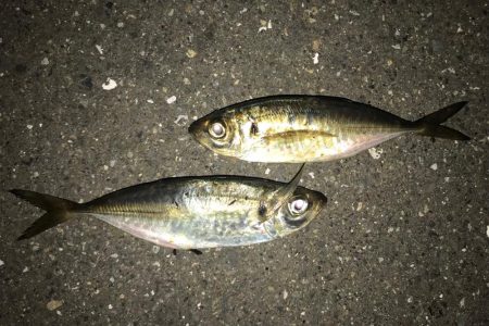 自作ジグヘッドでの釣行