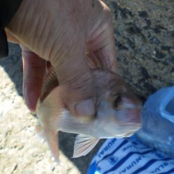 チャリ子・キス釣れた