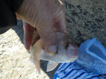 チャリ子・キス釣れた