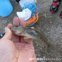 ハゼ釣りは絶好調っ‼