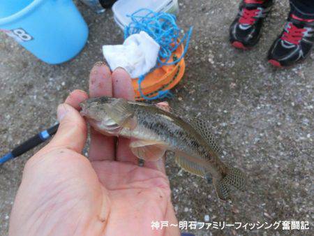 ハゼ釣りは絶好調っ‼