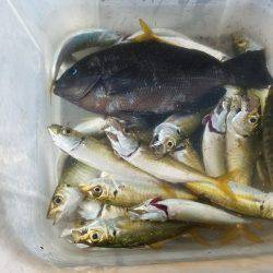 タチウオ釣り…マナー悪し…