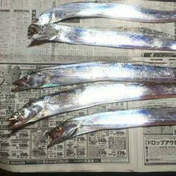 太刀魚ゲッターで一時間に６匹❗