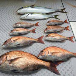 ミタチ丸 釣果